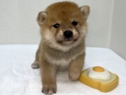豆柴犬（2026.07.14現在）