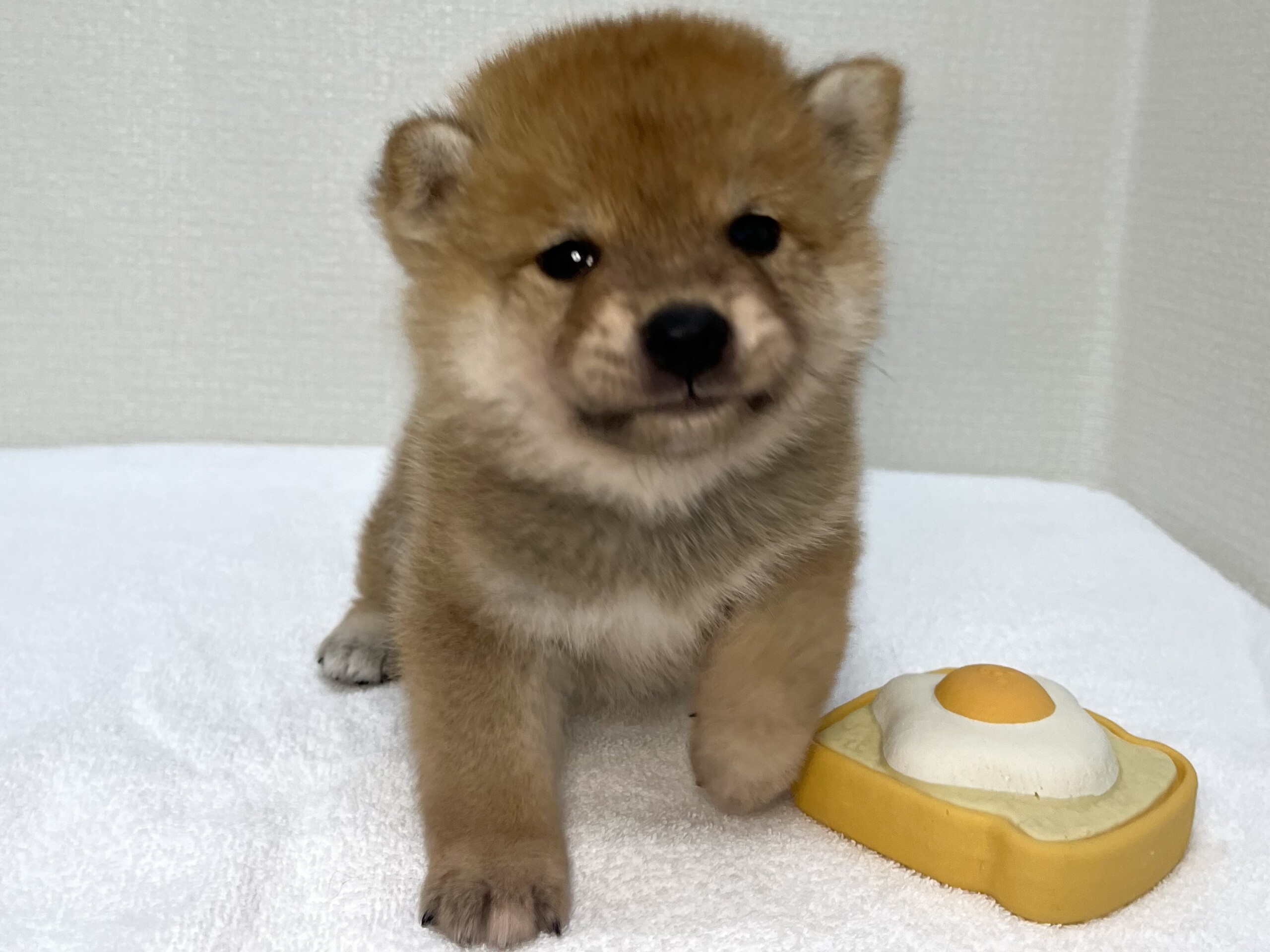 豆柴犬（2026.07.14現在）