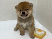 豆柴犬（2026.07.14現在）