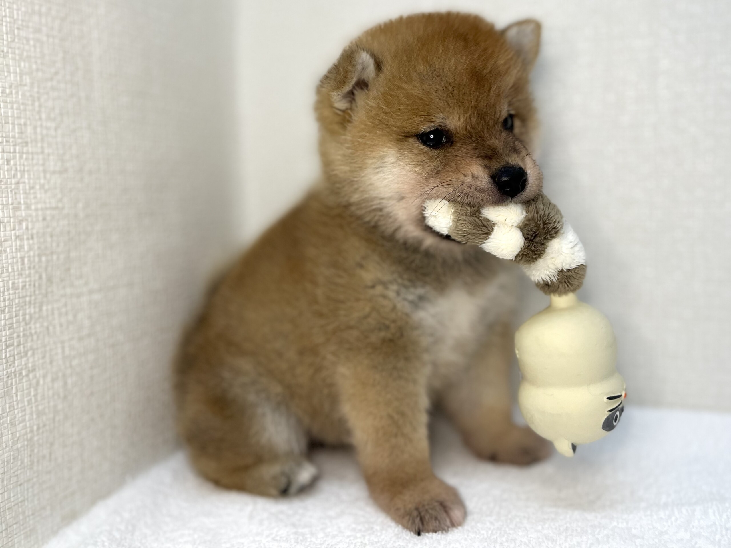 豆柴犬（2026.07.14現在）