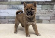 豆柴犬(2026.07.14現在)