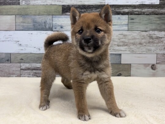 豆柴犬(2026.07.14現在)