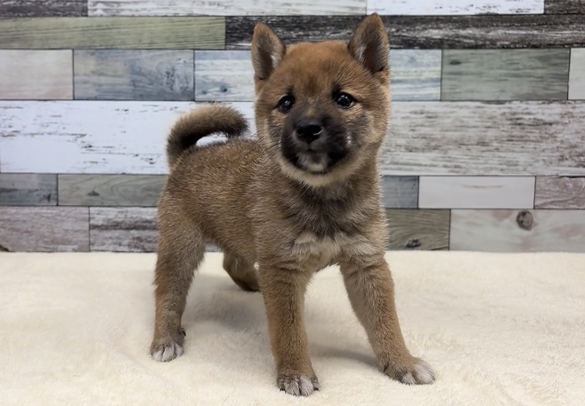 豆柴犬(2026.07.14現在)