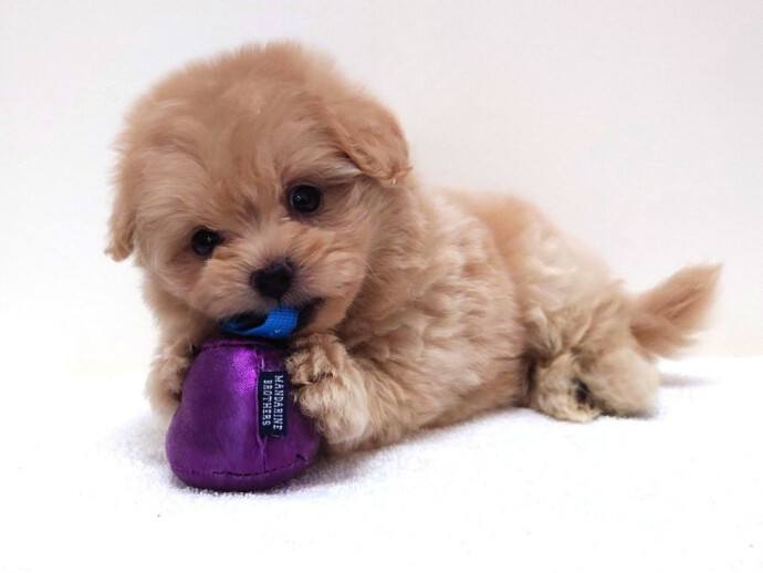 ポメラニアン×トイプードル(2026.07.09現在) | わんちゃんの紹介