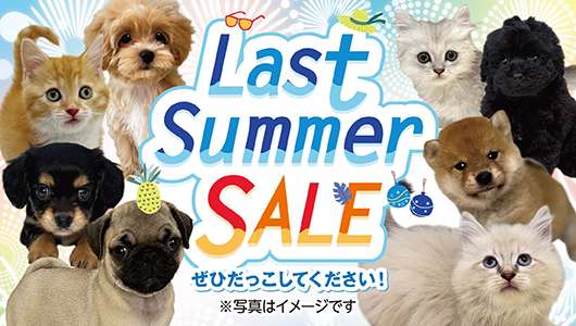 8月22日(土)〜31日(月) 『LastSummerSALE』を開催！