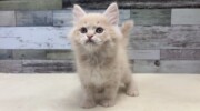 サイベリアン(2026.08.28現在)