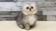 ミヌエット(2026.09.03現在)