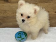 ポメラニアン×マルチーズ（2026.09.29現在）