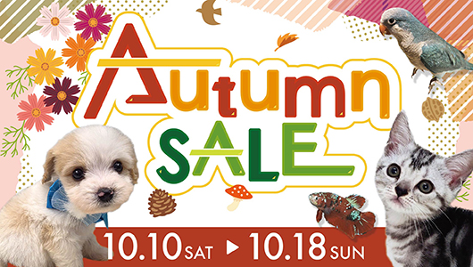 10月10日(土)～18日(日)まで「AutumnSALE」開催！