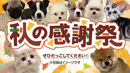 10月24日(土)～11月1日(日)「秋の感謝祭」開催！